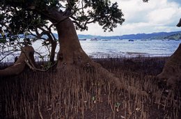 Bay;-Comoros-Archipelago;-France;-Indian-Ocean;-Kaleidos;-Kaleidos-images;-La-parole-à-limage;-Laurent-Abad;-Low-tide;-Mangrove;-Mangrove-trees;-Mayotte;-Roots;-Sailboats;-Stories-Pictures